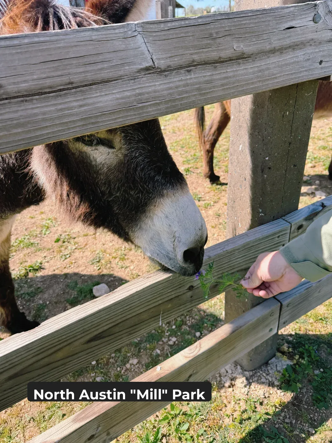Mill Park in North Austin + Charity Coffee Shop