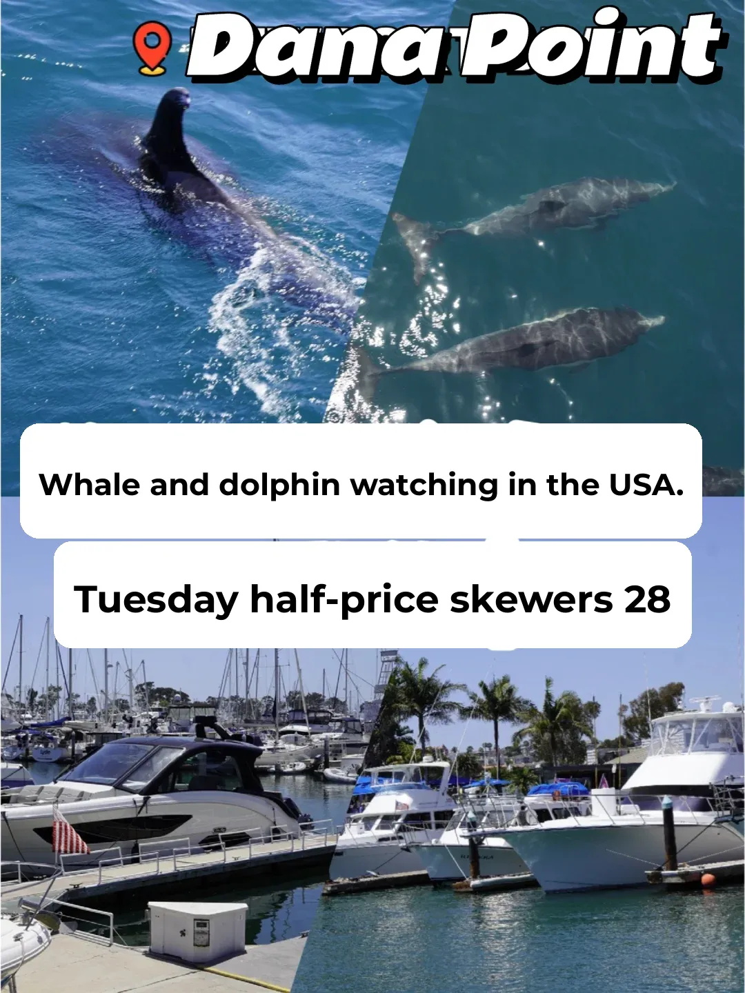Los Angeles Whale 🐳 & Dolphin 🐬 Watching Half-Price Travel Guide