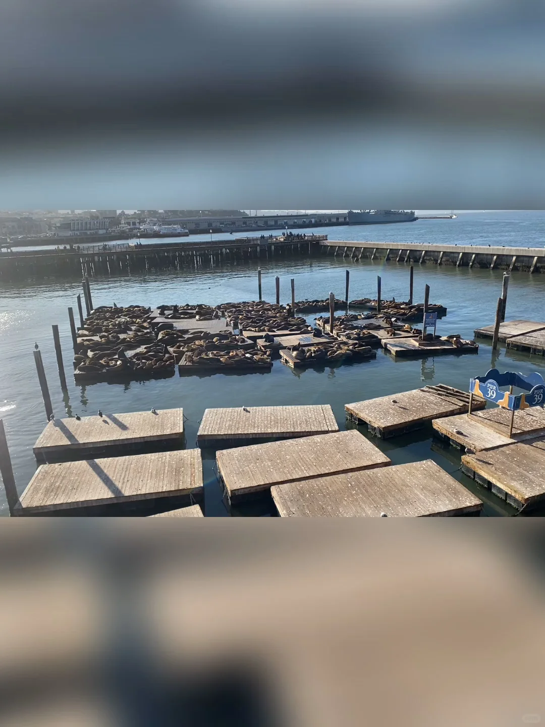 San Francisco | Hidden Gem at Fisherman's Wharf - Spotting Sea Lions Basking in the Sun