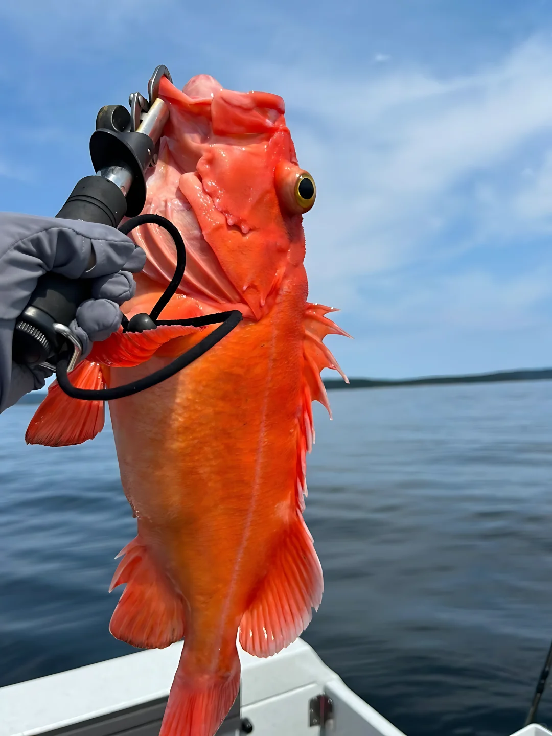 🎣 San Francisco Bay Area Fishing Guide | Must-See Tips (Painstakingly Compiled) ✨