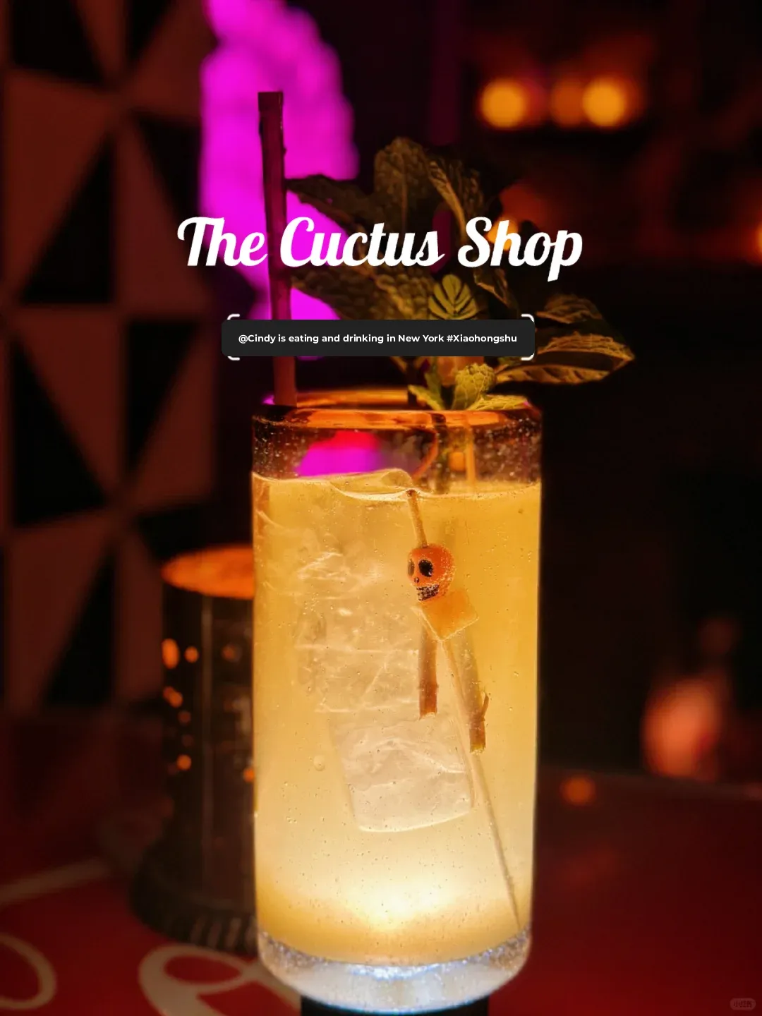 The Cactus Shop｜A Journey from New York to a Mexican Street Bar