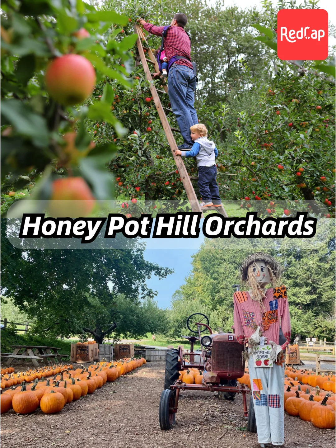Boston Apple Picking Guide｜Last Two Weeks to Pick & Enjoy Fresh Apples This Season
