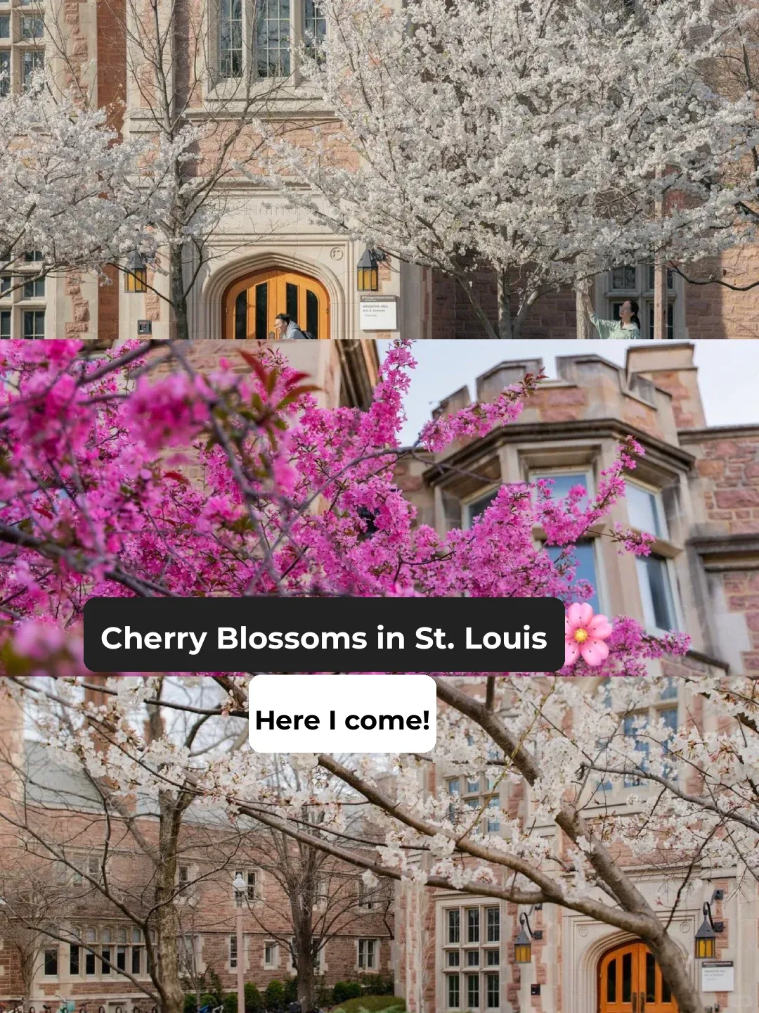 🌸 Cherry Blossom Season Has Arrived at WUSTL in St. Louis! 🇺🇸