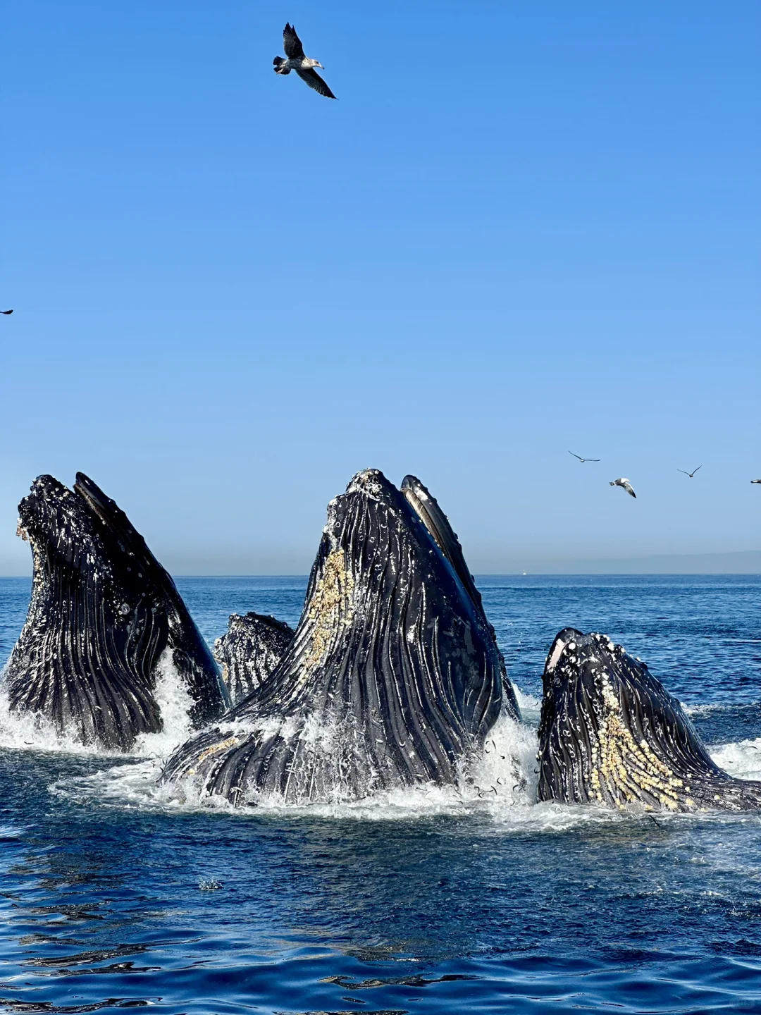 🐳 Unforgettable Whale Watching Experience in Monterey!!
