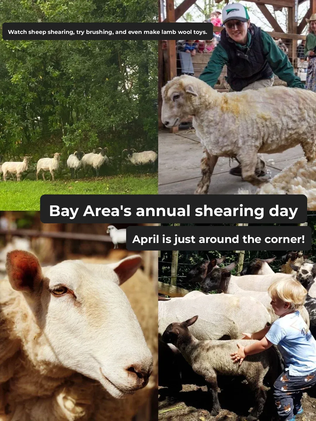 The Must-Attend Annual Shearing Day in the Bay Area 🐑 is Coming Up!