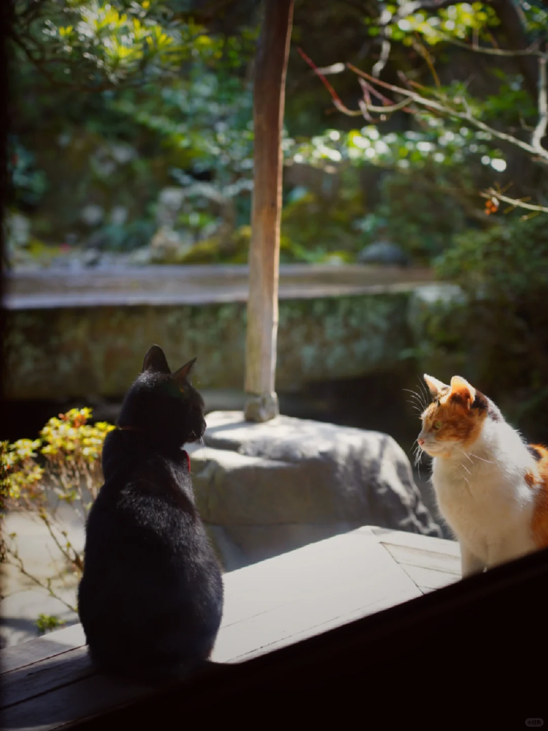 Kyoto Eats | "Gion Torii-moto" with Adorable Cat Servers