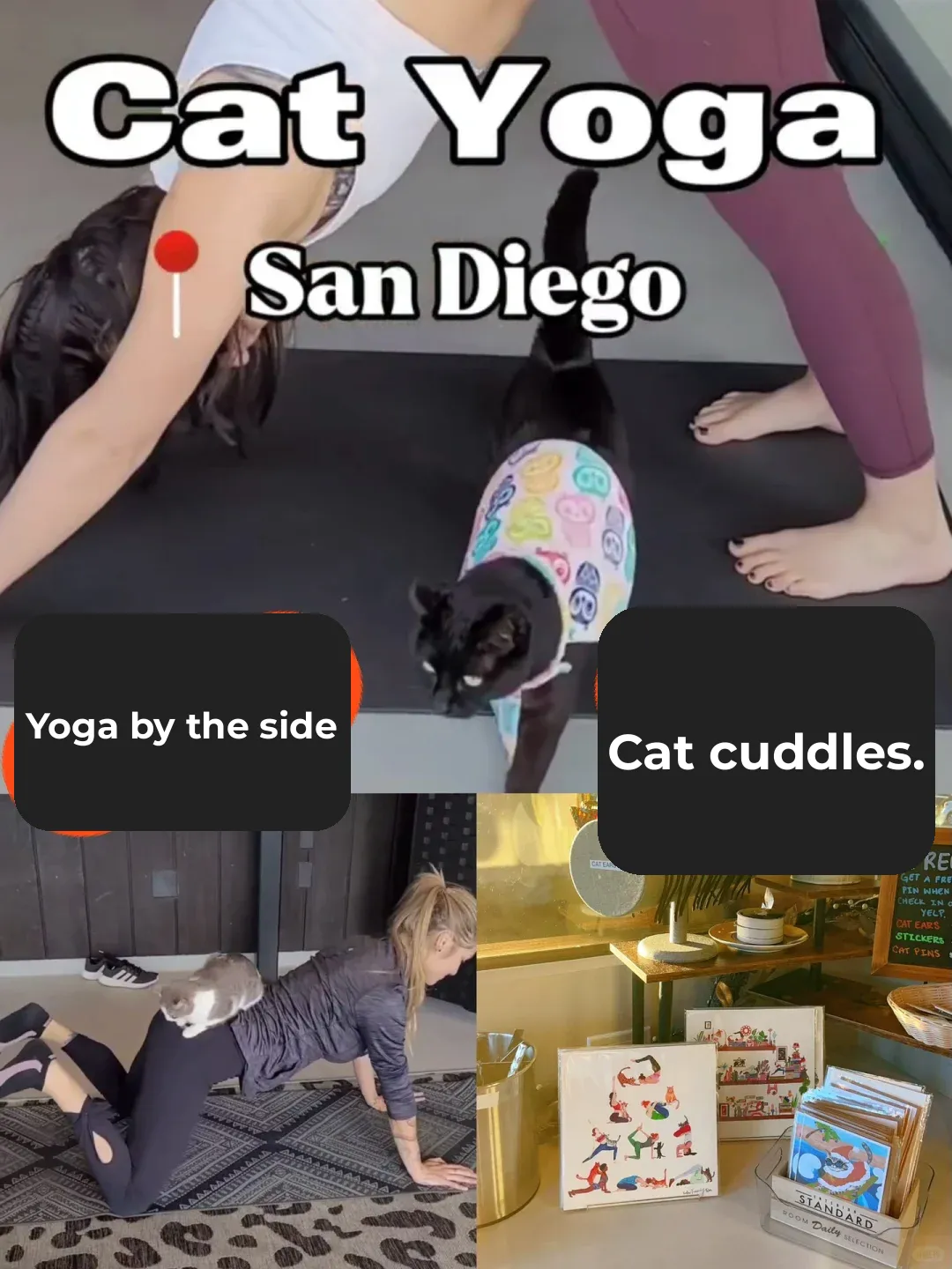 Where to Play in San Diego | Artwork Featured at a Cat-Themed Bar! Meow-tastic