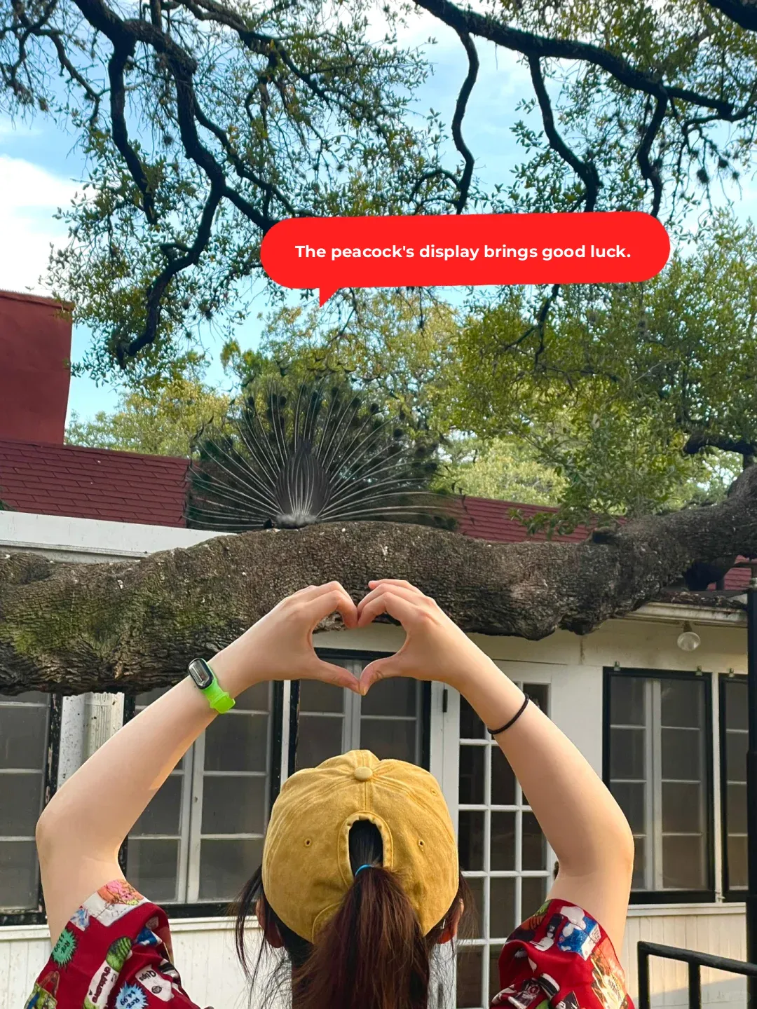 Austin Hiking Adventure! Peacock Park & Sunset at the Summit