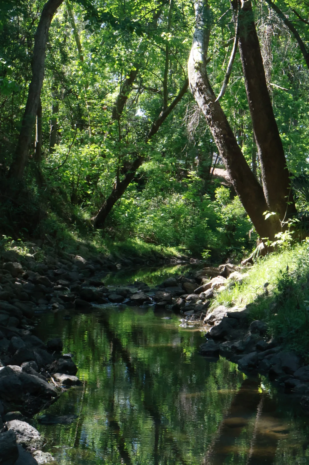 Houston's Mini Hidden Paradise | Houston Audubon Park 🌲