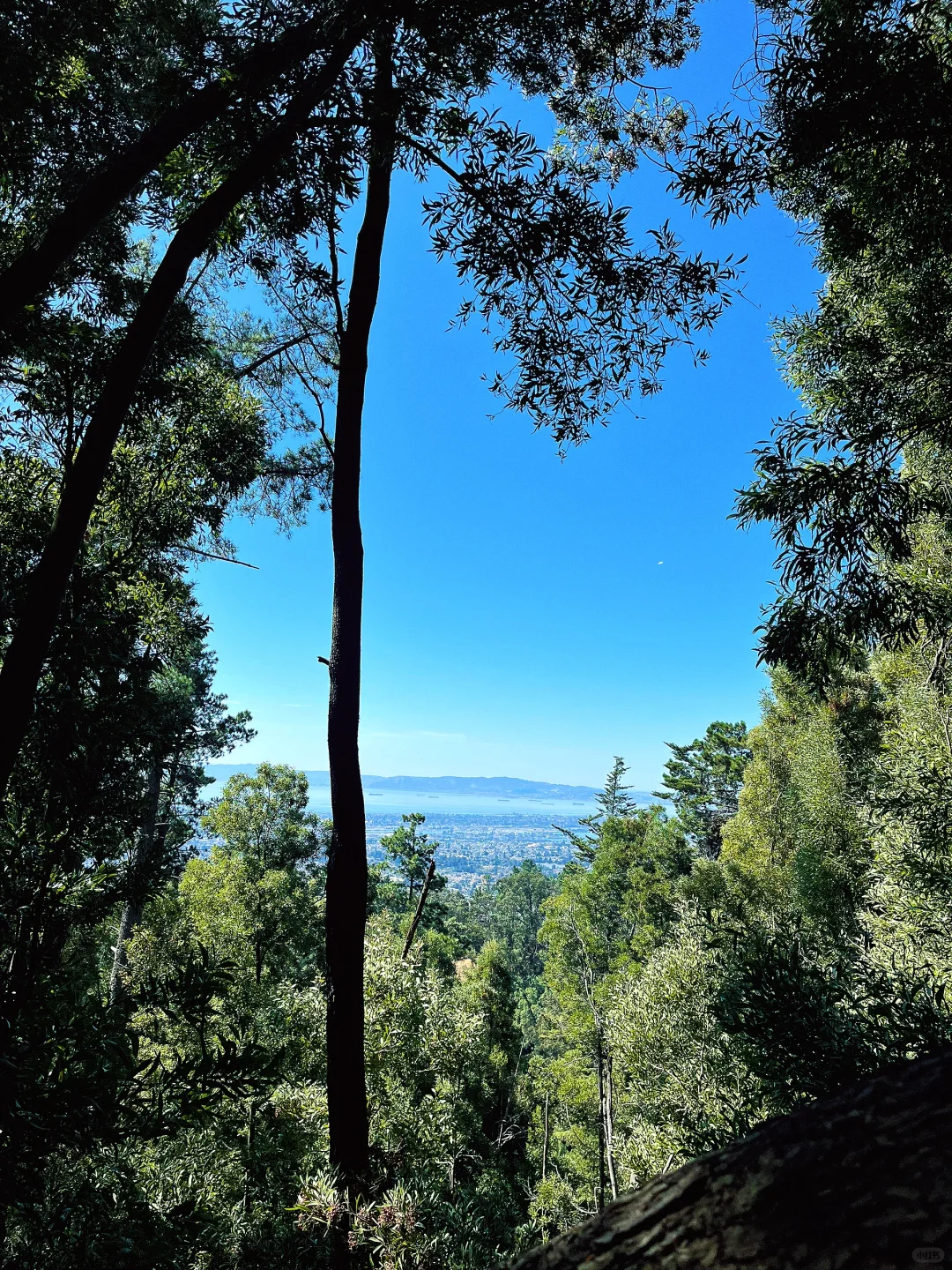 "Bay Area Weekend | The Best Shaded Hikes in Oakland"