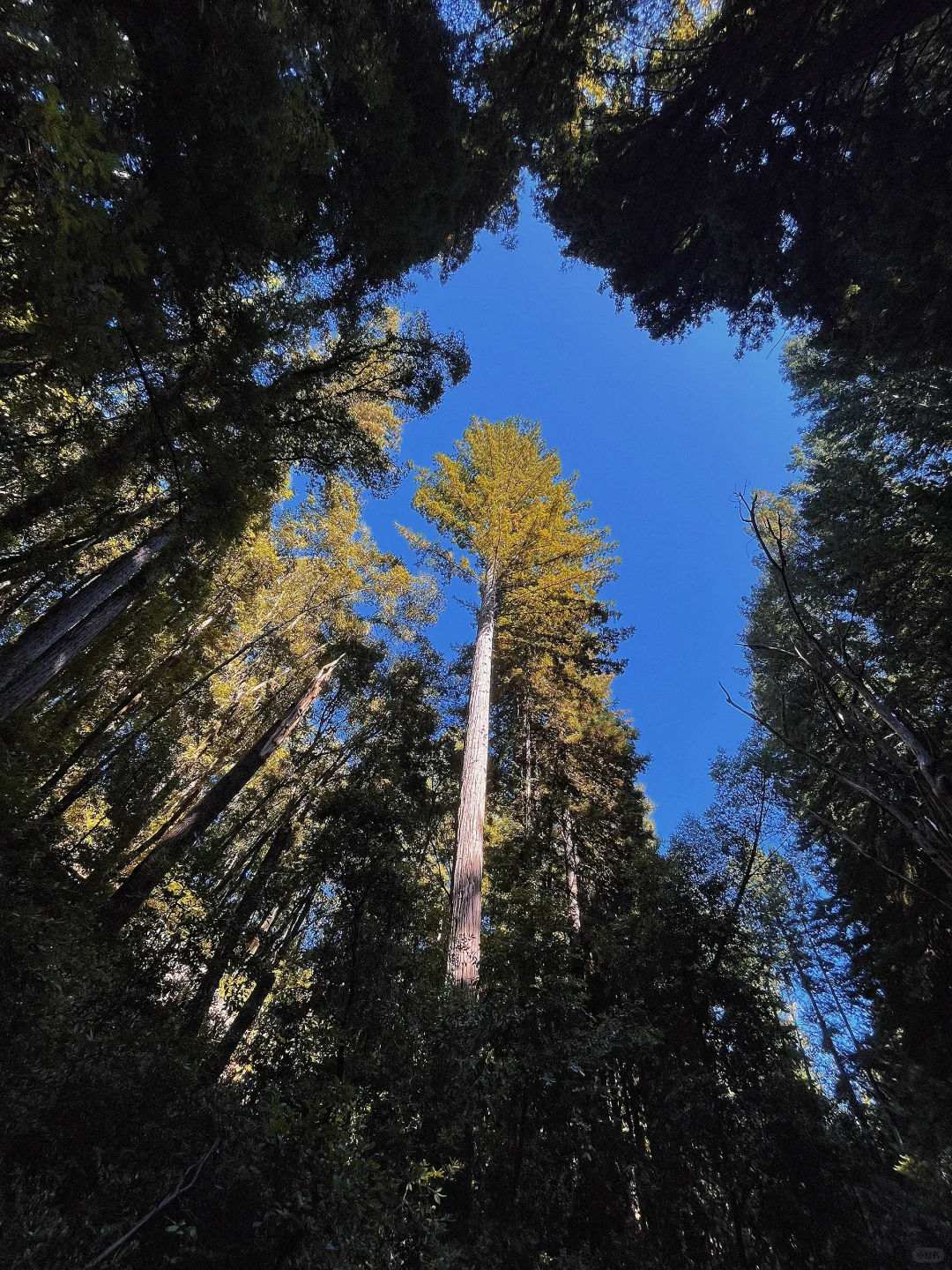 Henry Cowell's Stunning Forest Oasis | Bay Area Hiking Guide