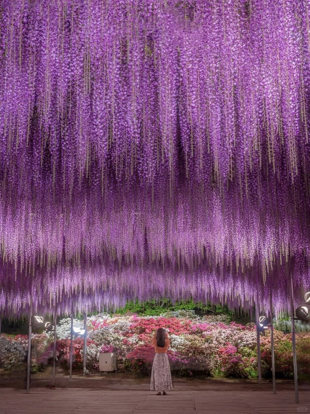 Tokyo's Hidden Gem: The Only World's Top 10 Dreamy Wisteria in Japan 🌸