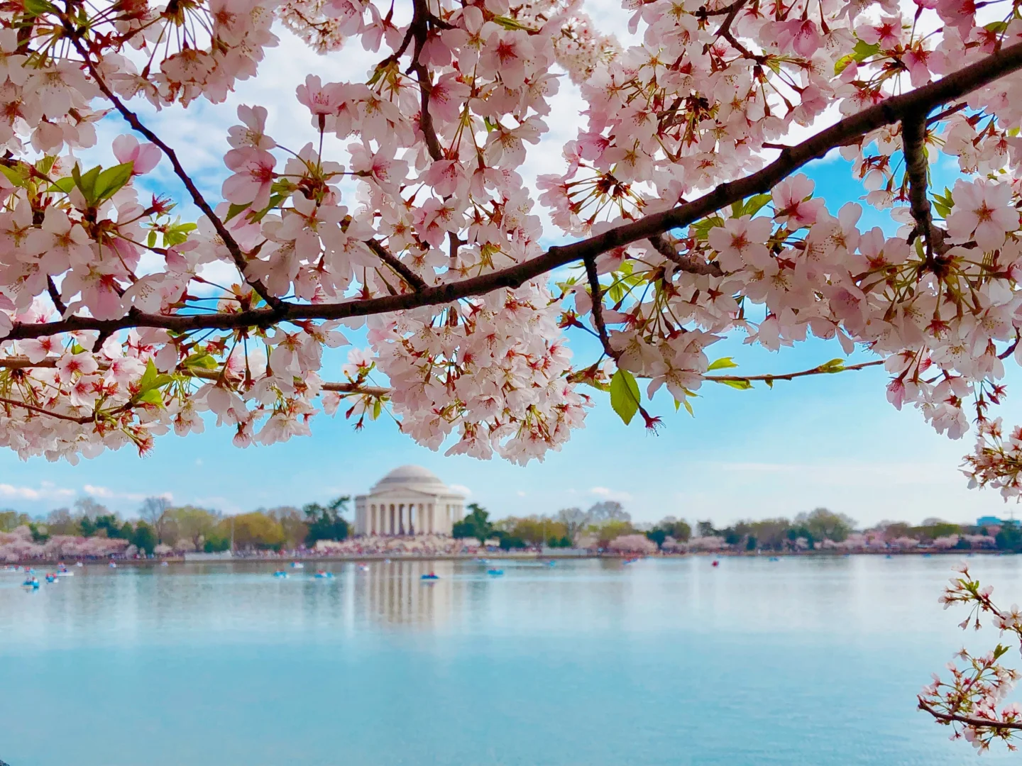Cherry Blossoms in Washington, April