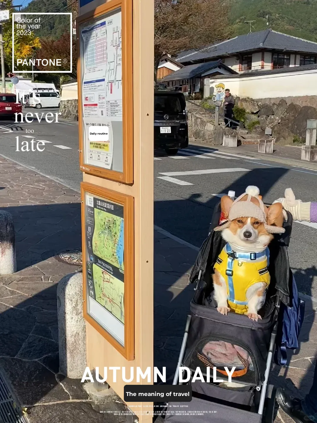 Bubu's Daily Life丨Special Ops Puppy's Adventure on Mount Hiei