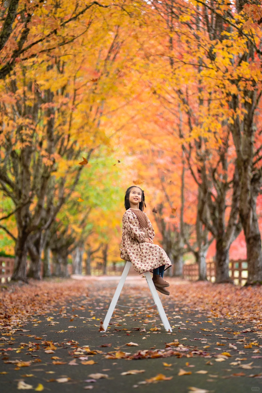 Catching the Last Glimpse of 🍁 Fall Foliage