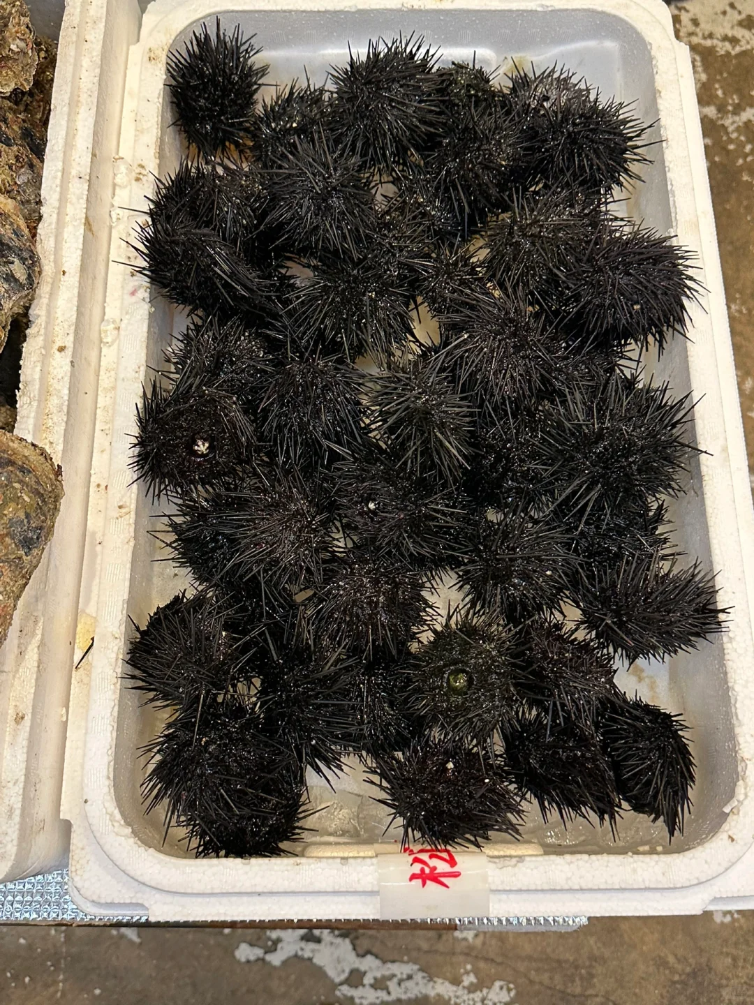 Feasting on Seafood in Kyoto's Historic Shopping Street!