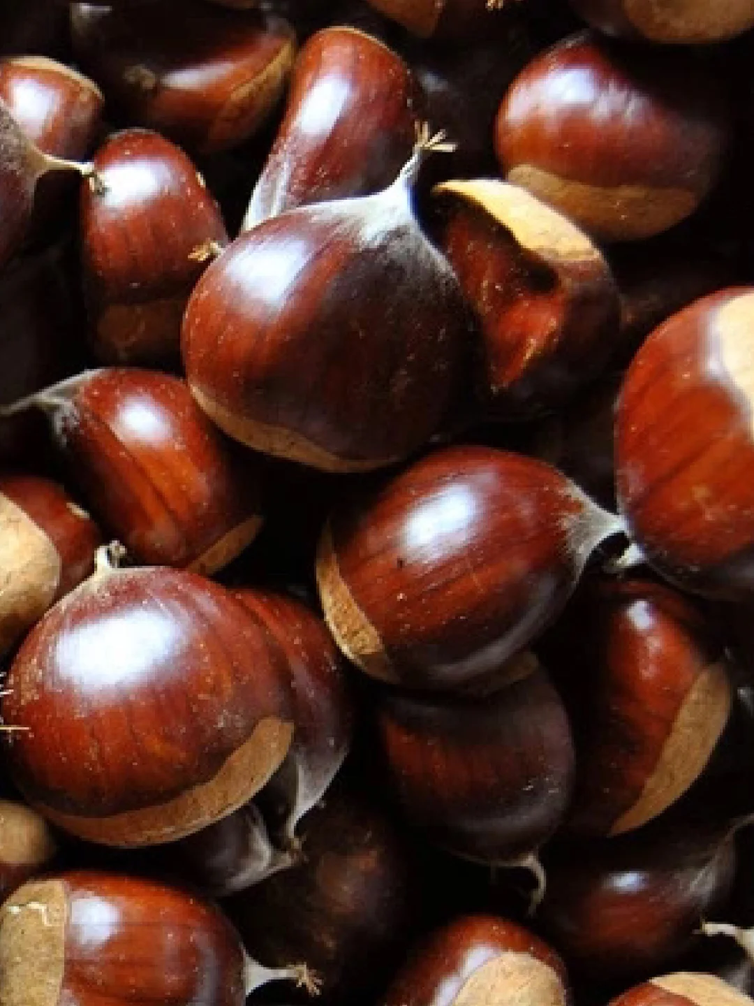 🇫🇷 Fall Chestnut Picking Guide: Mark These Forests in Paris