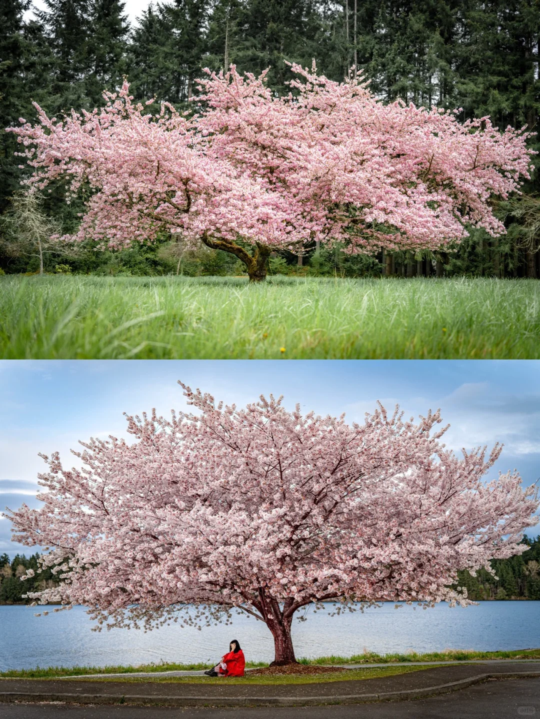 Seattle's Most Stunning Sakura Tree 🌸