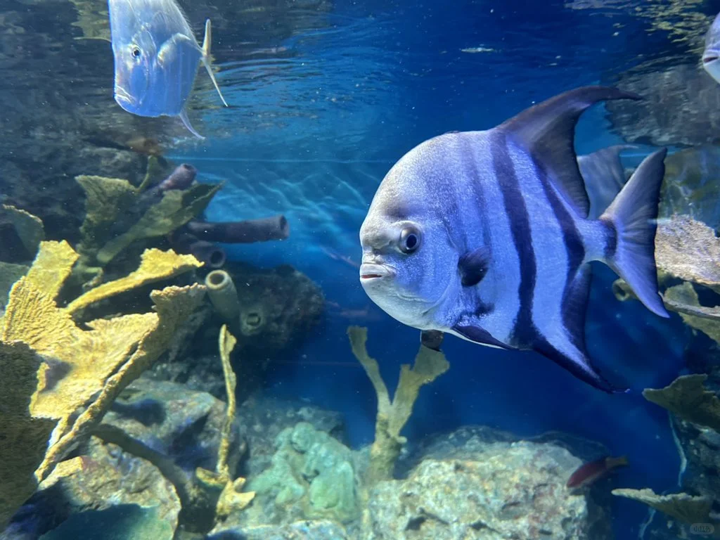 💖Tokyo Day: Free Access to Hidden Gems