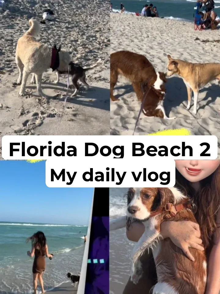 Vlog | A Weekend Getaway to Florida's Dog-Friendly Beach 🏖️