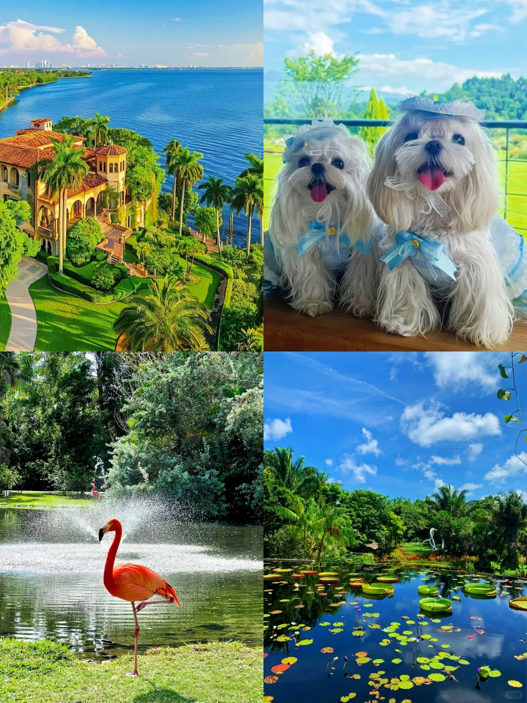 Must-Save Hidden Gems in Miami and Pet-Friendly Hotels