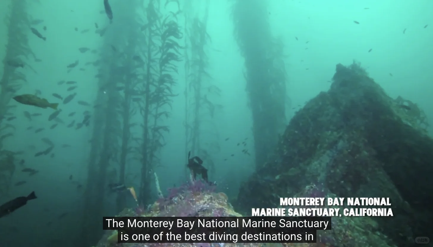 Monterey Bay: A Preview of Scuba Diving Spots Near California