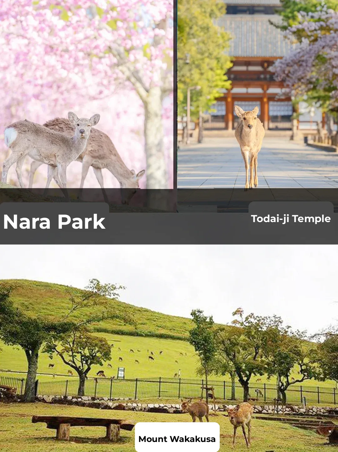 Everything You Need for a Trip to Nara, Japan