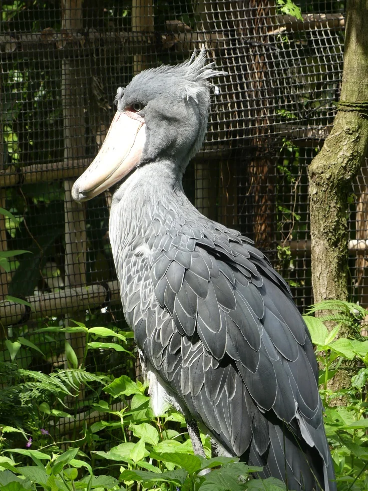 A Comprehensive Guide to Japan's Current Shoebill Stork Population and Facilities