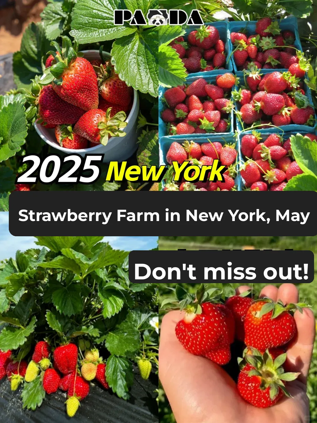 New York's Best Strawberry Picking Farms in May | Perfect Weekend Getaway!