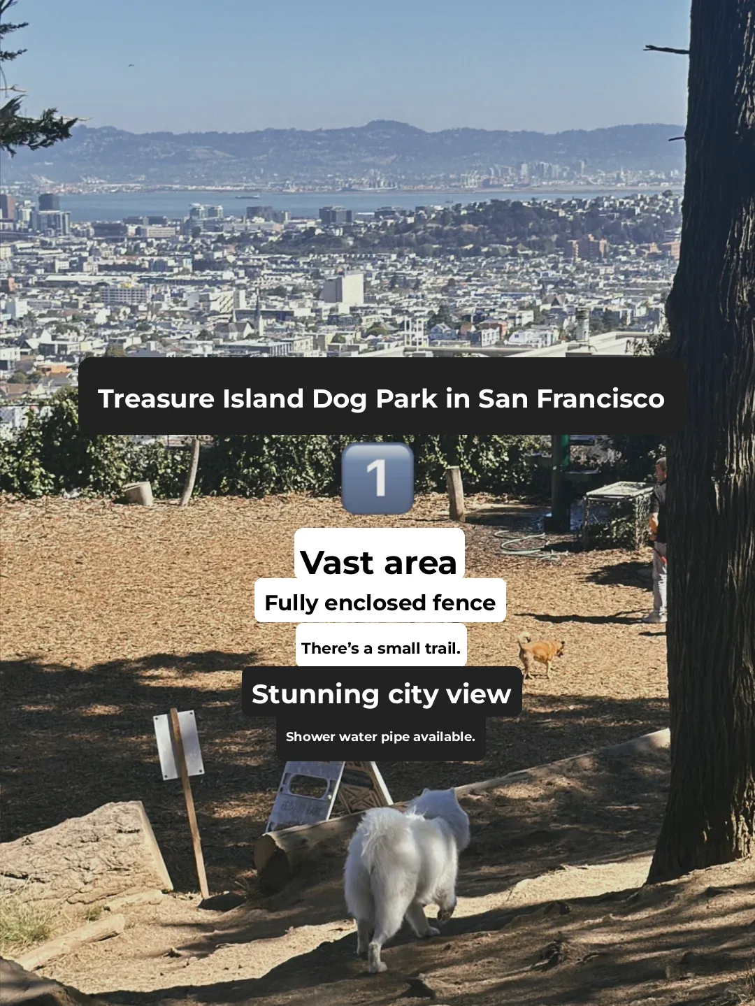 San Francisco Dog Walking | How Did I Miss This Hidden Gem Dog Park?