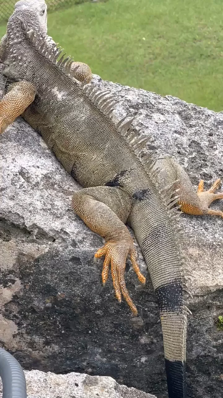 The Lizard Watching Over San Juan Castle