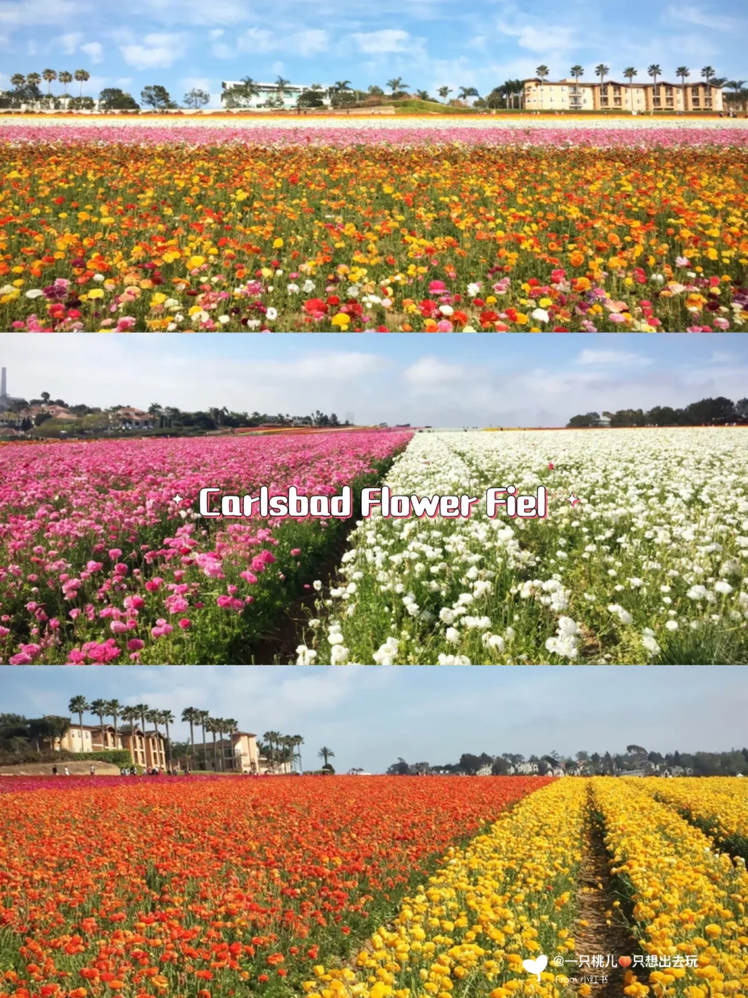 Ultimate San Diego Travel Guide | This One Has It All 🌴🌸