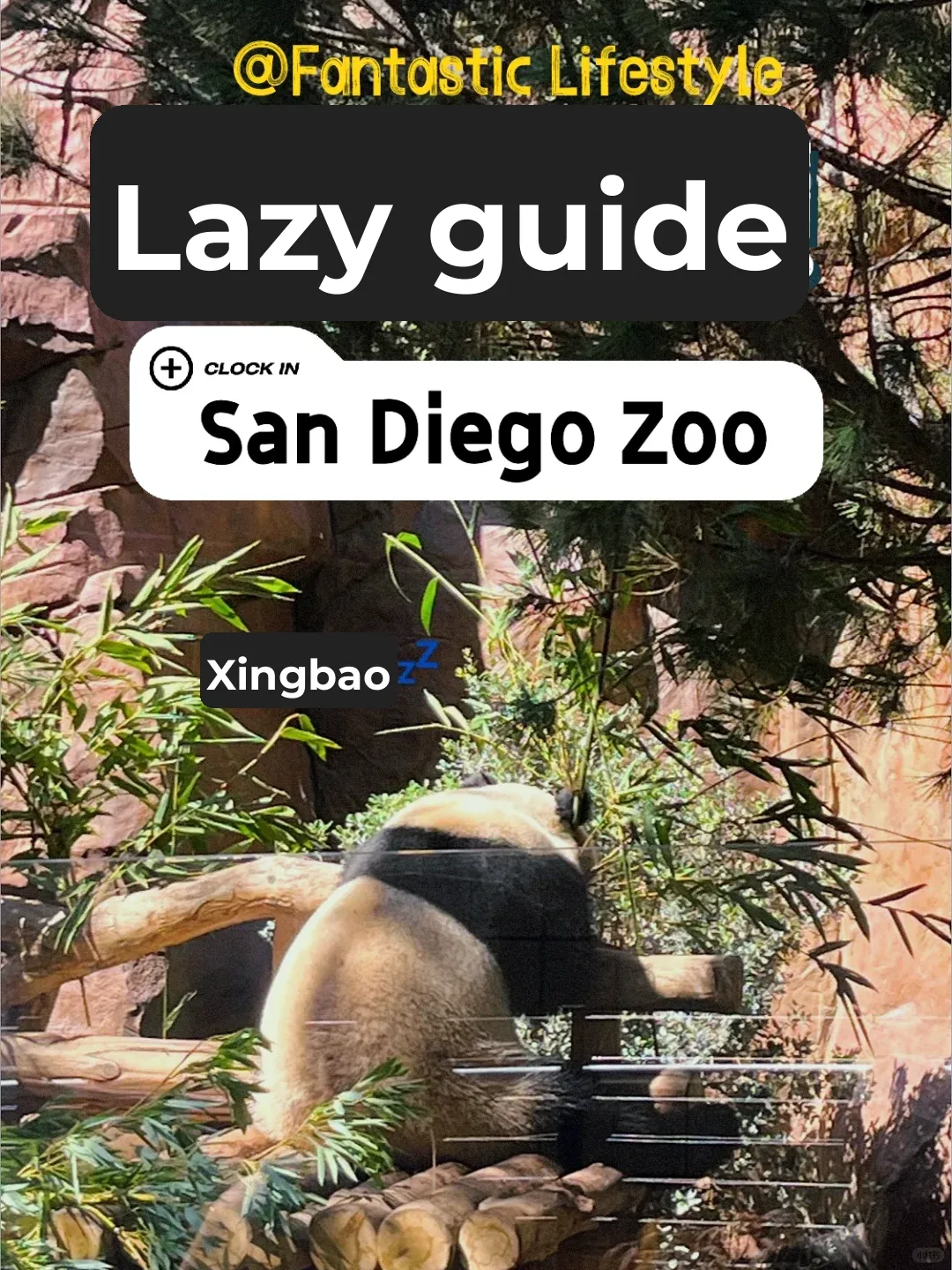 San Diego Zoo Lazy Traveler's Guide: See Pandas Twice & Explore the Entire Park in 5 Hours