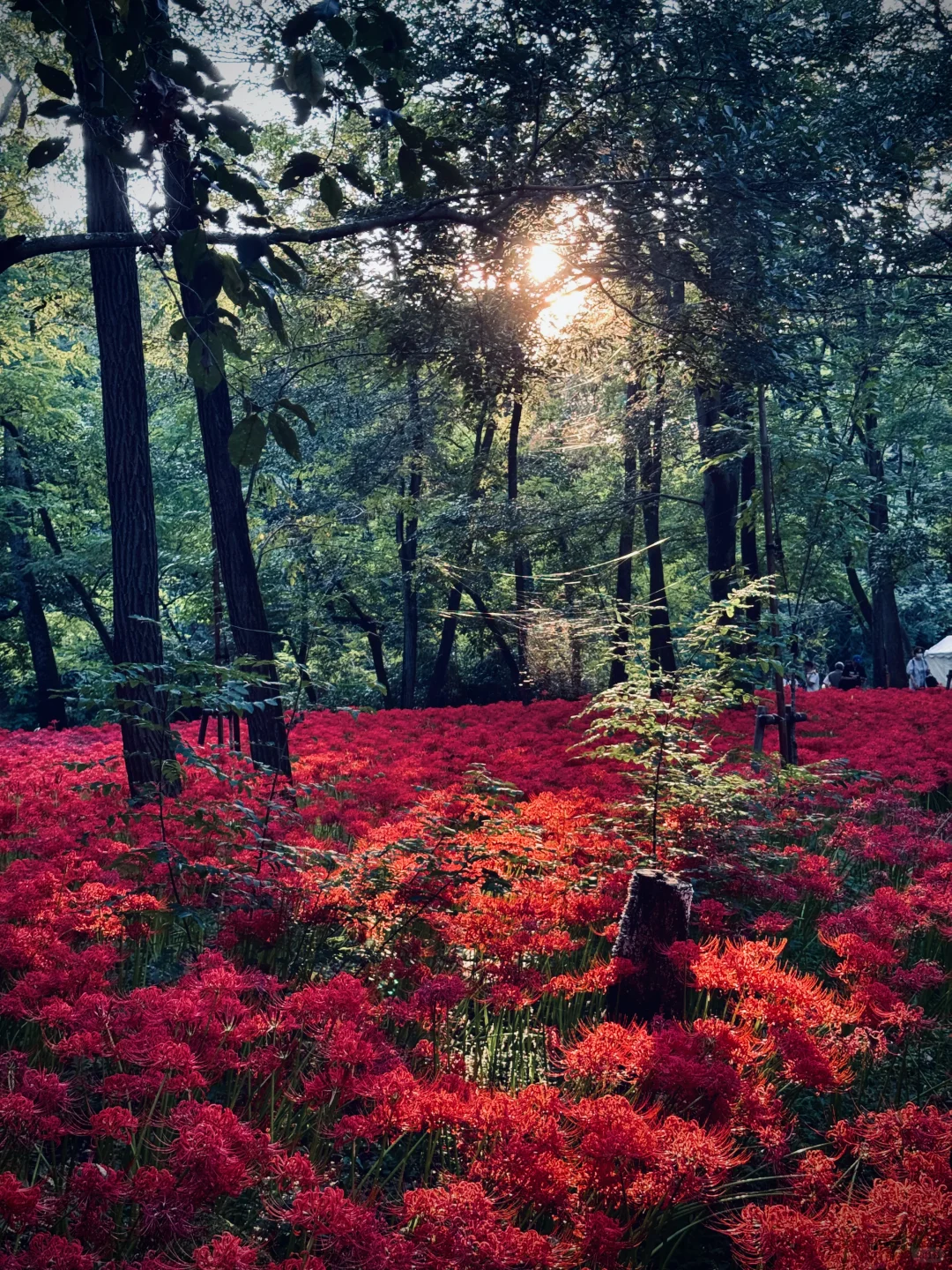 🇯🇵 Rush to See the Spider Lily Season Before Oct 9th – Near Tokyo