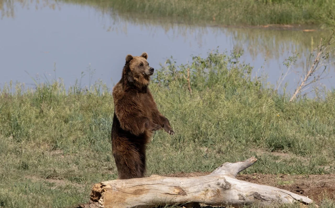 This black bear in Colorado isn't someone in a costume.