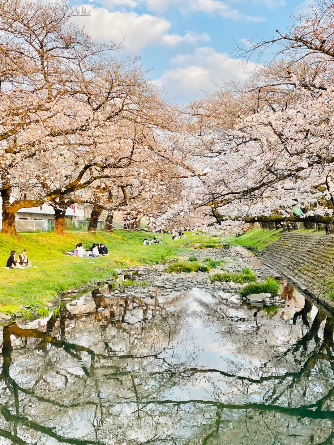 Tokyo Has Hidden Gems? Time to Ditch Meguro River for Sakura Viewing