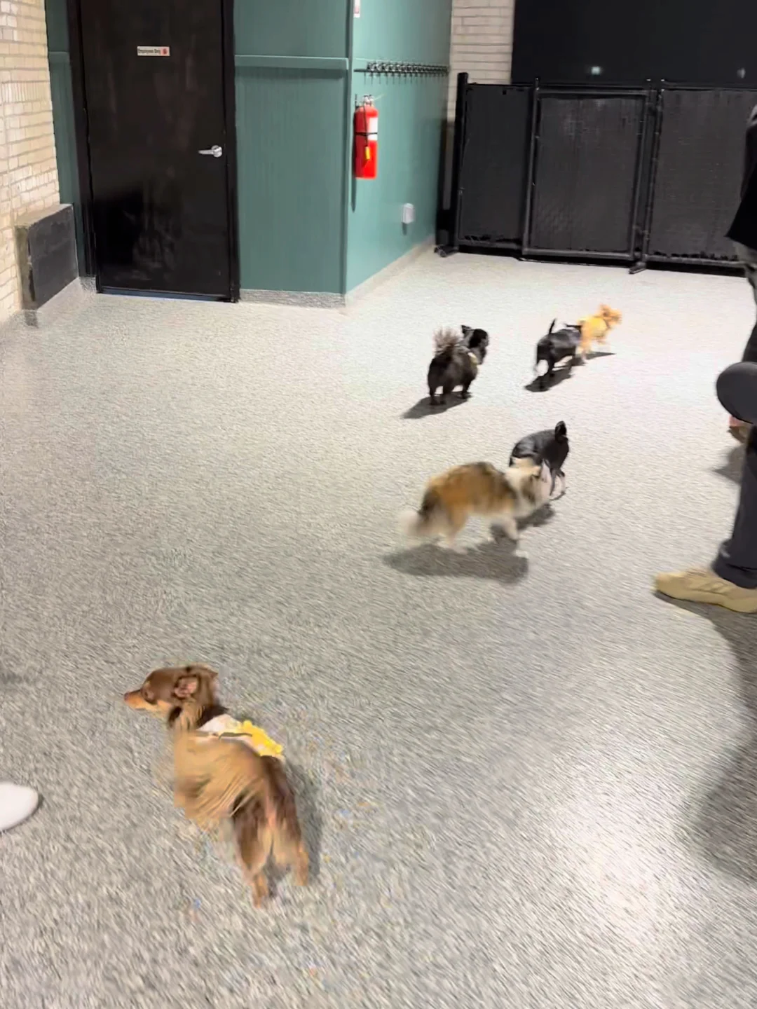 🐾 Chihuahua Night = Double the Luck � Too Lucky!