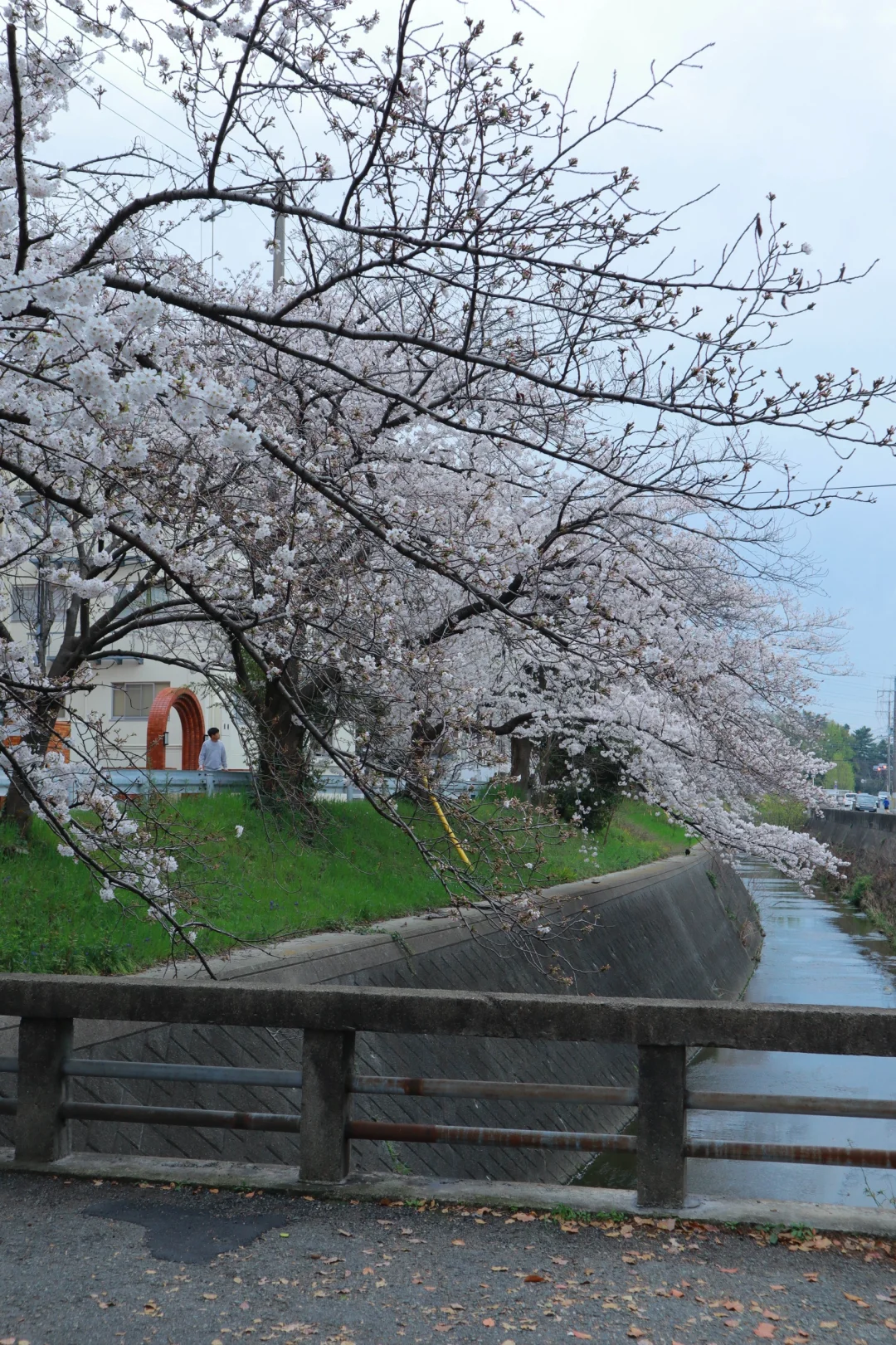 Osaka Hattori Ryokuchi Park Sakura