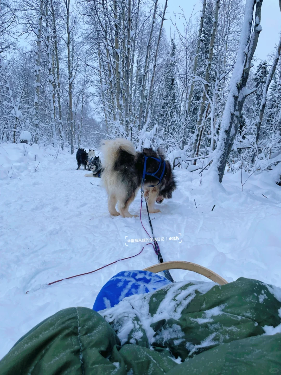 Alaska Adventure Day 3: Fairbanks ❄️