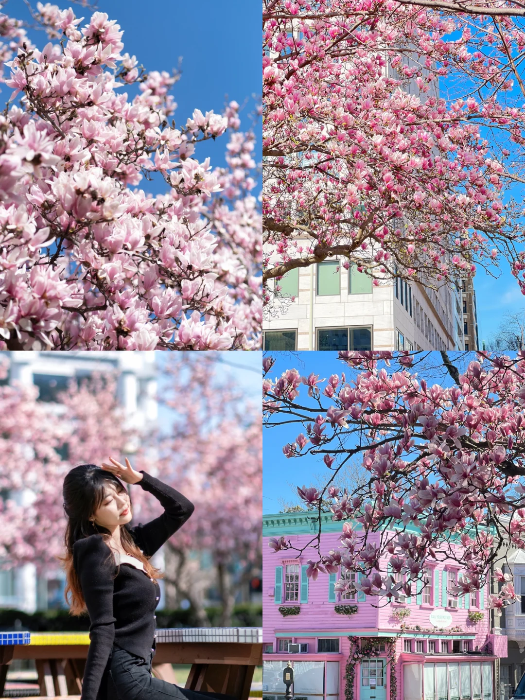 🌸Are DC's Magnolias Really Less Fragrant Than Cherry Blossoms? Hidden Photo Spot Guide