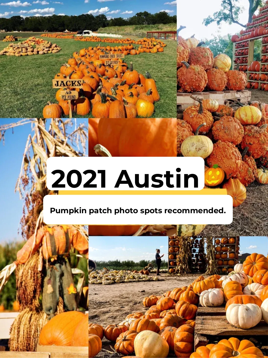 🎃 Recommended Austin Pumpkin Farms for Halloween | Save This for Later! ‼️