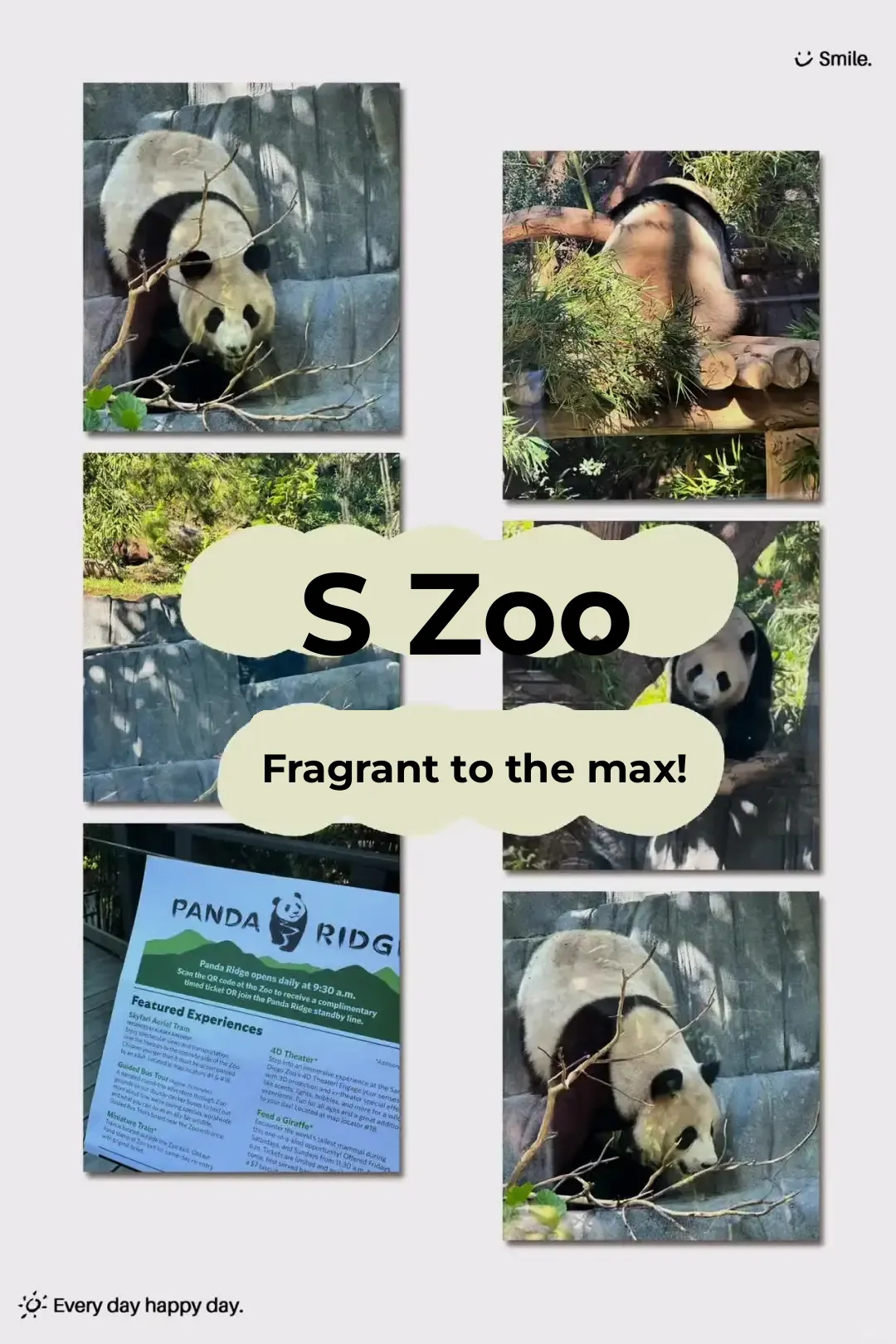 San Diego Zoo | Spotting Xinbao | Plus Travel Tips