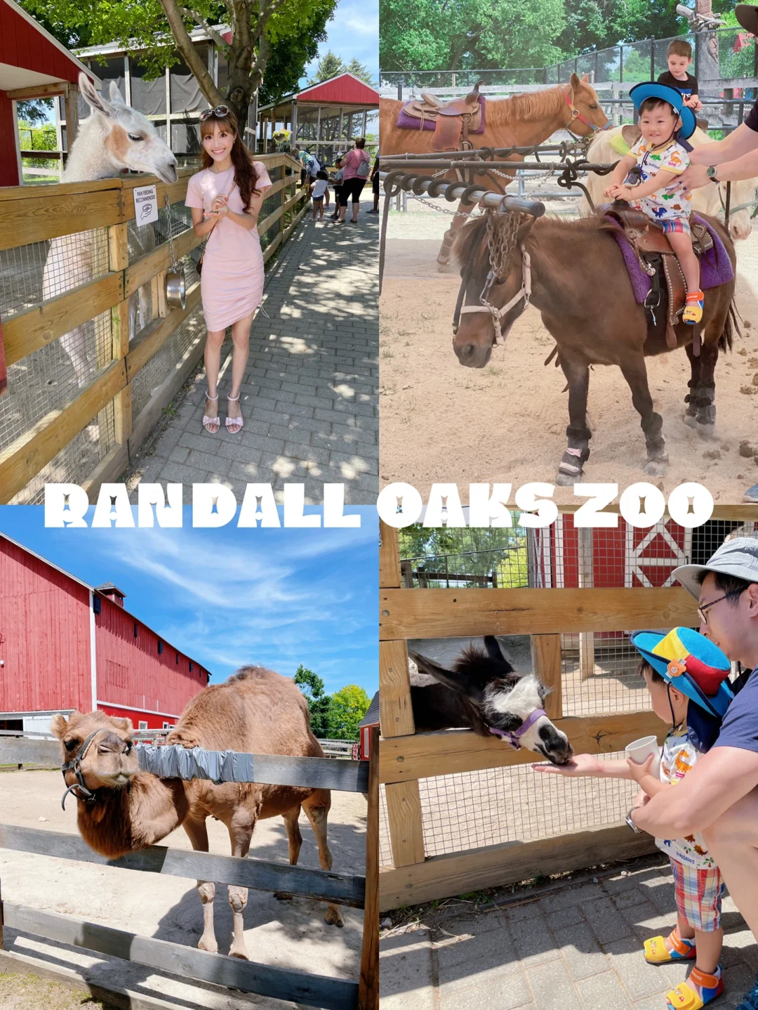 Chicago Suburban Zoo 🦚 | A Great Weekend Destination for Families