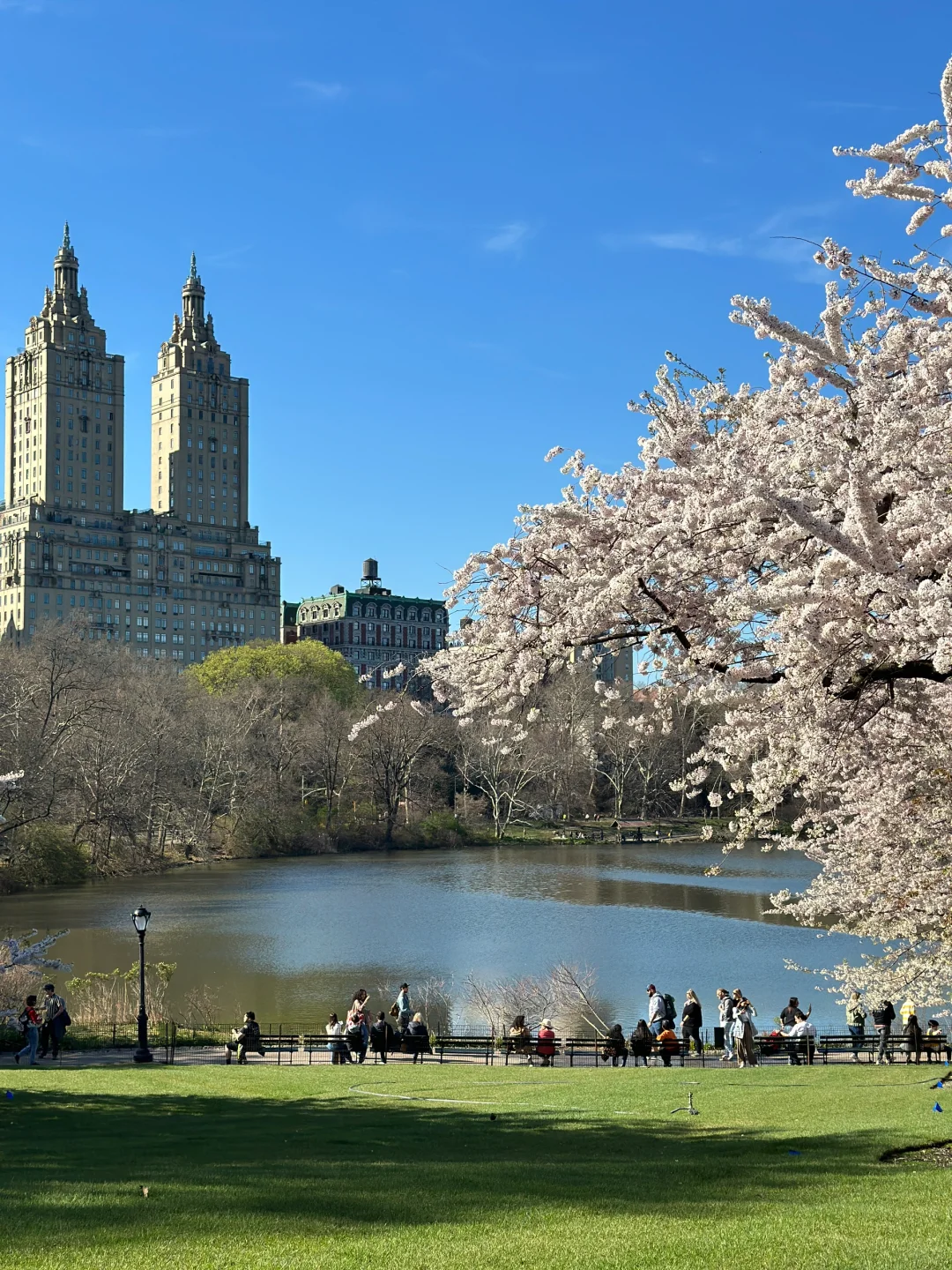 Central Park Cherry Blossom Viewing Guide
