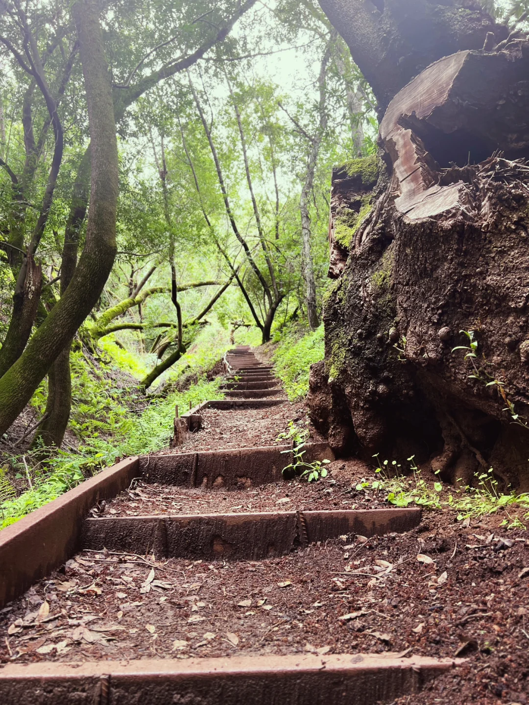 Weekend in the Bay Area | Palo Alto's Hidden Gem Trail with Three Scenic Views Along the Way