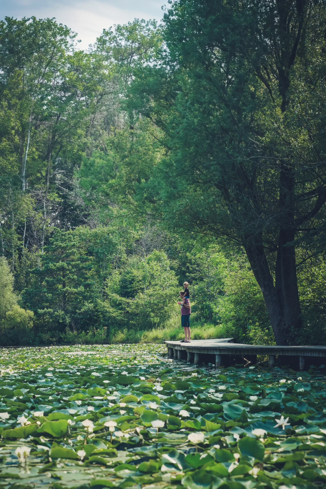 Around Milwaukee | Stumbling Upon a Small but Stunning Lotus Pond