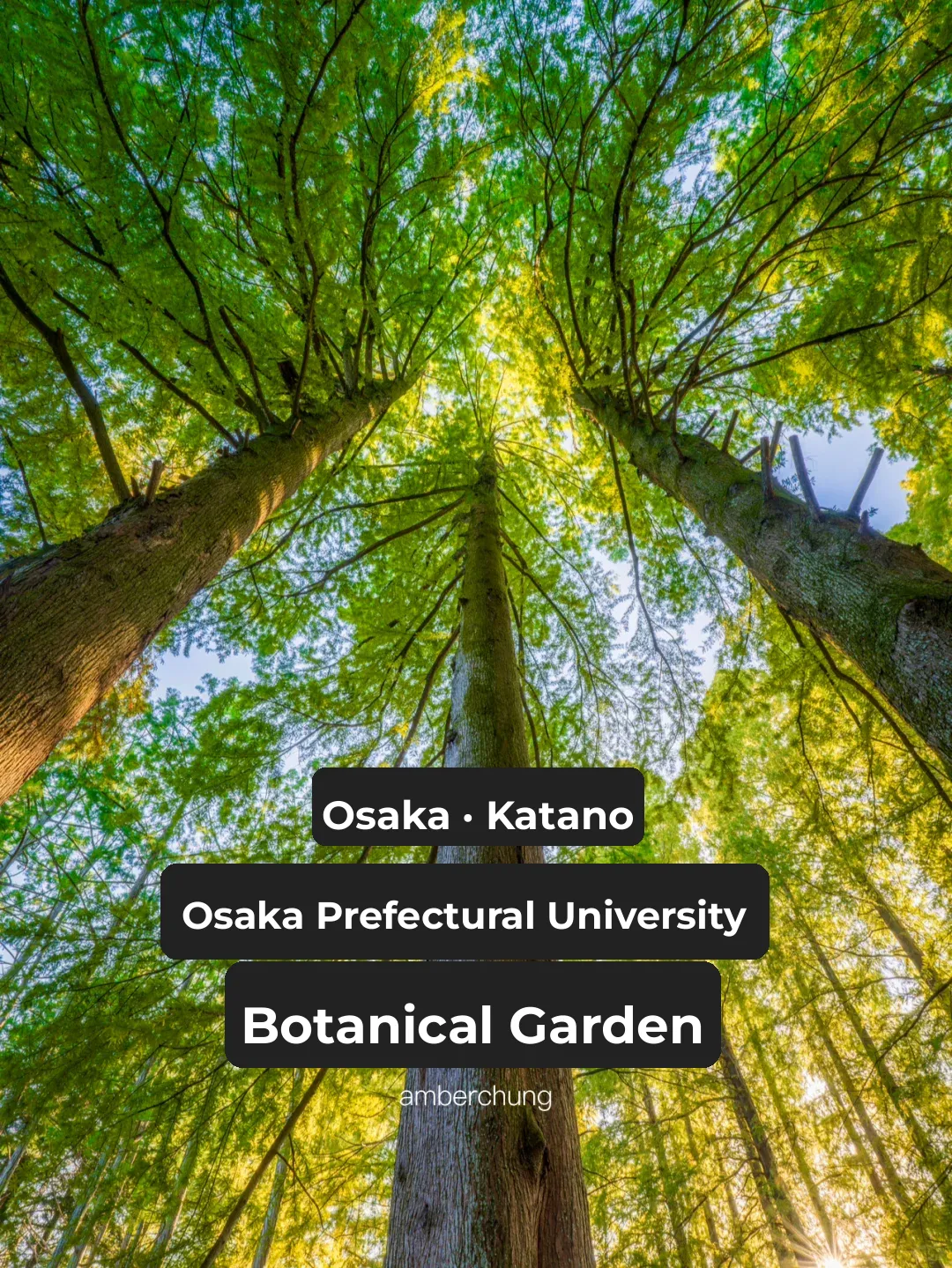 Osaka – Kitanosho | Autumn at Ikoma Sanjo Botanical Garden 💛💚