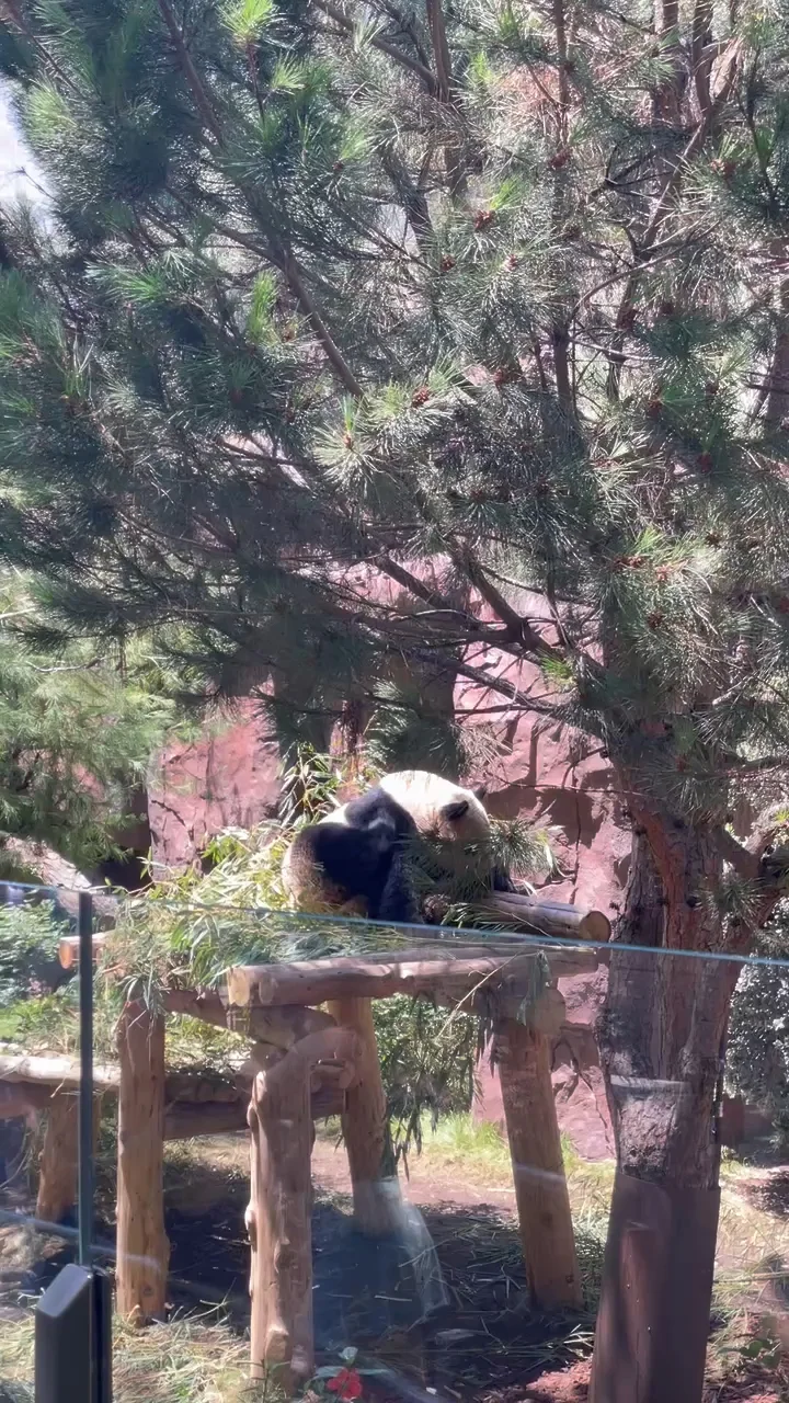 8.9 San Diego Zoo’s Xinbao and Yunchuan