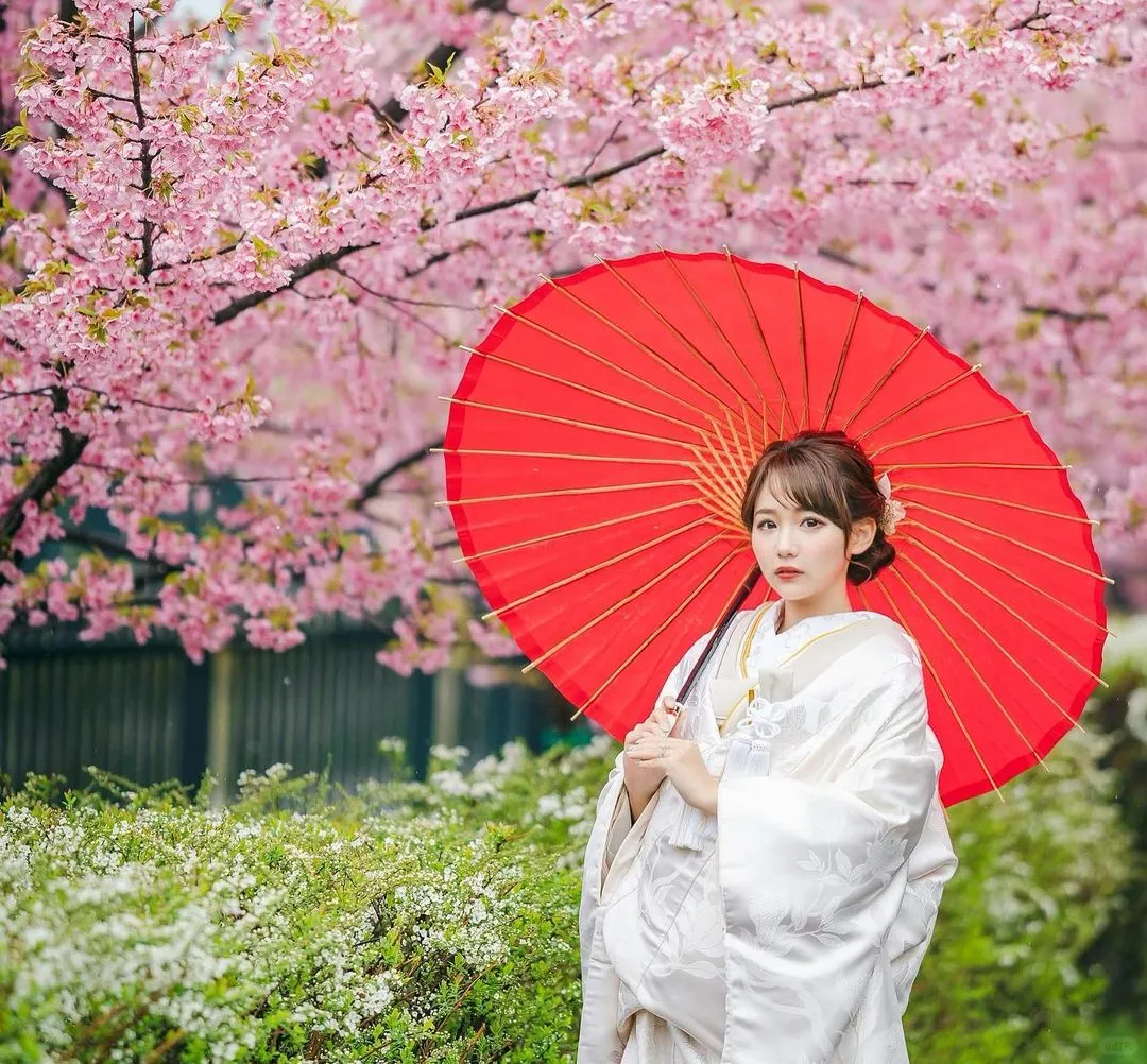 🌸2024 Kyoto Ultimate Sakura Viewing Spots Guide is Here! 🌸