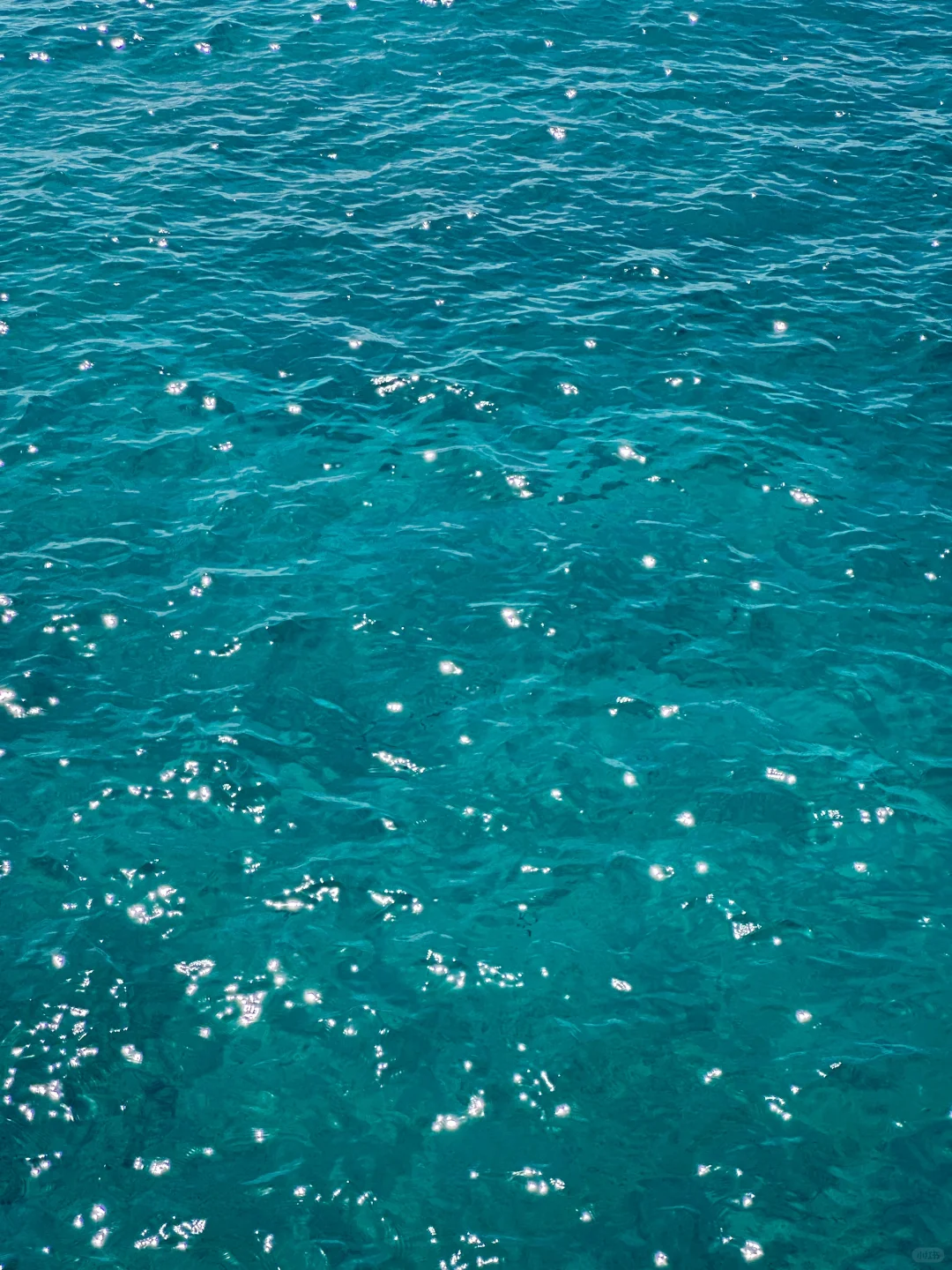 Who Knew Jellyfish Seas Were So Close to the U.S. Mainland
